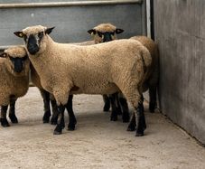 Shrophshire Ram and Shropshire Ram Lambs