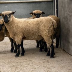 Shrophshire Ram and Shropshire Ram Lambs