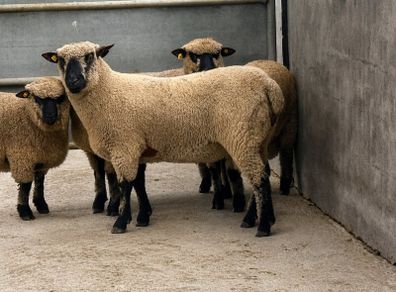 Shrophshire Ram and Shropshire Ram Lambs