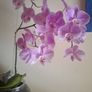Beutifull orchid Image 3