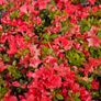 Garden Plants, Two Euros Image 10