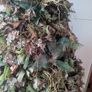 ghillie Image 5