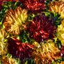 Kinga Bajor "Gerberas" Image 3