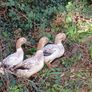 ducks Image 4