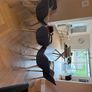 6 Sklum Dining Chairs Image 6