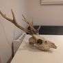 Deer Skull Image 3