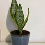 snake plant Image 2