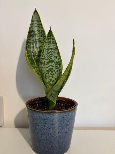 snake plant