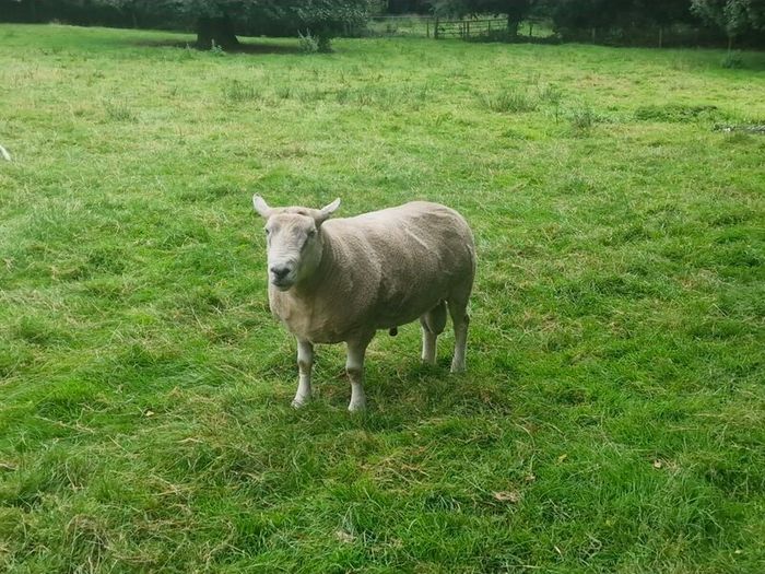 4 Year Old PBNR Belclare Ram