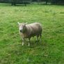 4 Year Old PBNR Belclare Ram Image 5