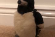 Bird teddy
