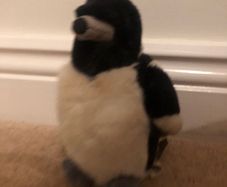 Bird teddy