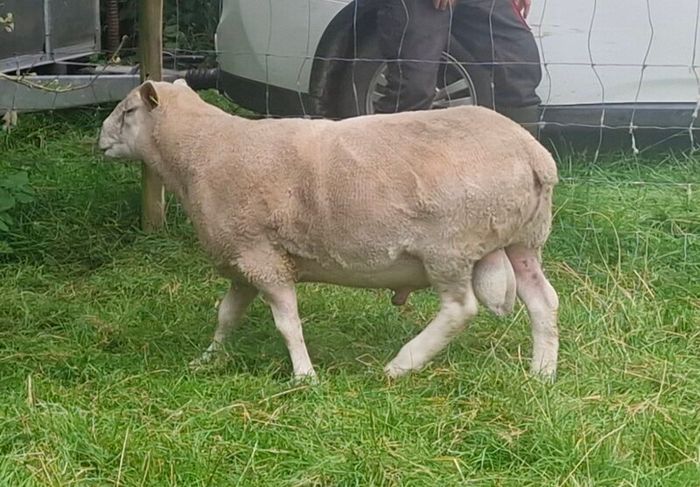 4 Year Old PBNR Belclare Ram