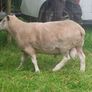 4 Year Old PBNR Belclare Ram Image 6
