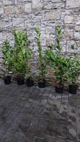 Laurel Hedging in 5 litre pots 4 ft just...5 euro