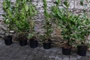 Laurel Hedging in 5 litre pots 4 ft just...5 euro