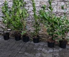 Laurel Hedging in 5 litre pots 4 ft just...5 euro