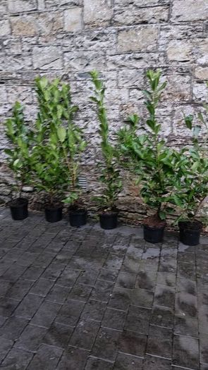 Laurel Hedging in 5 litre pots 4 ft just...5 euro