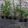 Laurel Hedging in 5 litre pot 4ft just 5 euro Image 4