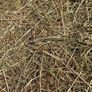 Square Bales Of Premium Quality Hay Image 3