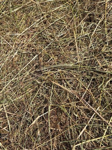 Square Bales Of Premium Quality Hay