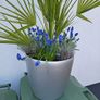 Lechuza planter Image 4