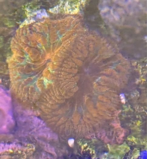 Rainbow Blasto Coral