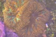 Rainbow Blasto Coral