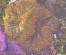 Rainbow Blasto Coral