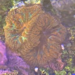Rainbow Blasto Coral