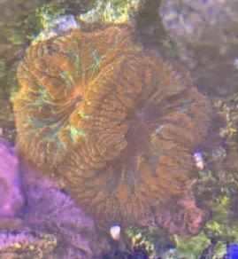 Rainbow Blasto Coral