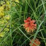 Herbaceous Perennials in 3 litre just  7.50 euro Image 4