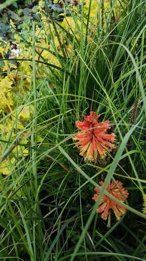 Herbaceous Perennials in 3 litre just  7.50 euro