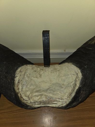 African Water Buffalo Horns