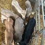 Calfs Image 8