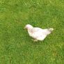 Roosters (FREE) Image 3
