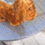 antique toy stuffed dog.  made in ireland Image 10