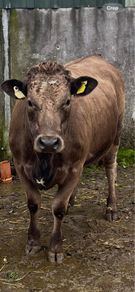 Incalf Heifer