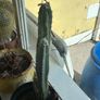 cactus Image 5