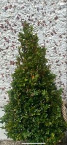 Garden Greenery only 1left