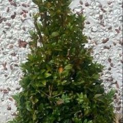 Garden Greenery only 1left