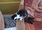 kittens