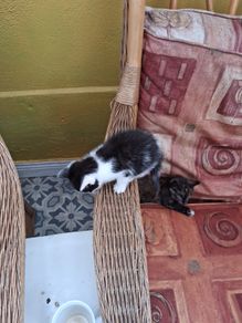kittens