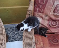 kittens