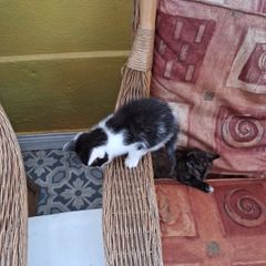 kittens