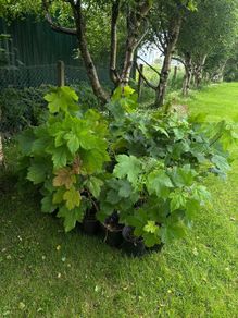 Potted young Sycamore trees