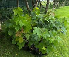 Potted young Sycamore trees