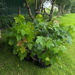 Potted young Sycamore trees