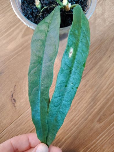 Hoya Amrita