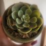 Artificial Plants in Ceramic Pots x3 Image 7